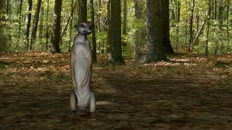 Meerkat Demo.flv