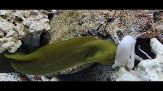 Moray eel eating octopus