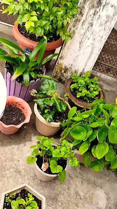 Phool paudhon lagane ka shauk