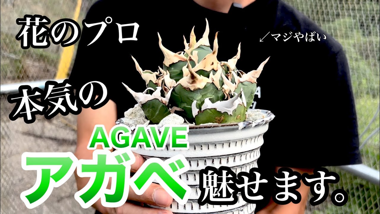 から○りさん専用　ヤバいアガベエレファントEVIS 子株 どハマり注意※〉植物コレクターがどっぷりハマるカッコイイ植物！魅力