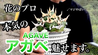 アガベ好きのねこ様 mqdefault.jpg