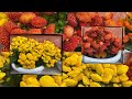 Calceolaria Flowers is blooming