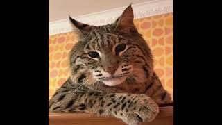 Run That Back: Big Floppa Edition