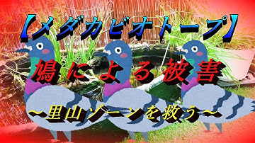 【メダカビオトープ】～鳩による被害の様子とリニューアル予告～