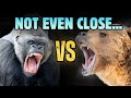 Silverback Gorilla VS Grizzly Bear — Ending This Debate Mp3 Song