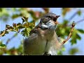 Common WHITETHROAT Singing Calling Common WHITETHROAT Singing Calling