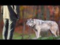 Boy saved a wolf pup and adopted him, And a few years later the wolf saved his life