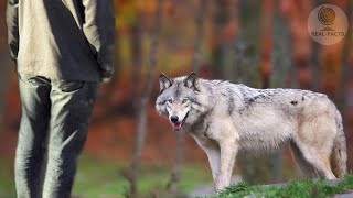 Boy saved a wolf pup and adopted him, And a few years later the wolf saved his life