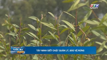 Tây Ninh siết chặt quản lý, bảo vệ rừng | TayNinhTV