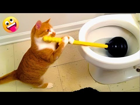 Найсмішніше в одному відео 😂 Смішні коти 🐱 Funny animal video #72