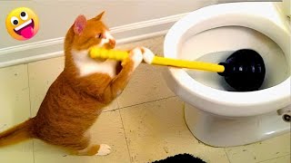 :         Funny animal video #72