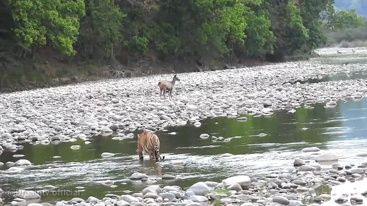 🐯 TIGER ATTACK ON SAMBAR DEER 😲 DHIKALA Zone Safari |  Jim Corbett National Park