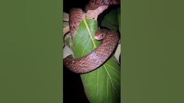 Why do snakes stick out their tongues over and over again #shorts