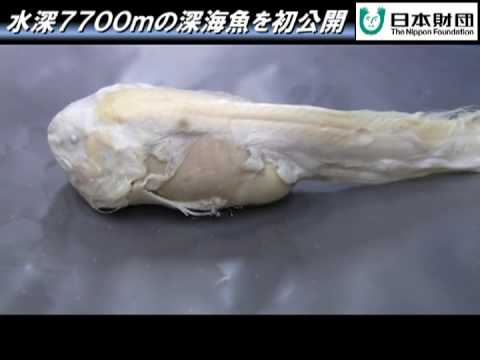 水深7700m深海魚のホルマリン漬け初公開 Formalinized Deep See Fish Youtube