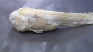 水深7700m深海魚のホルマリン漬け初公開！/ Formalinized Deep-see