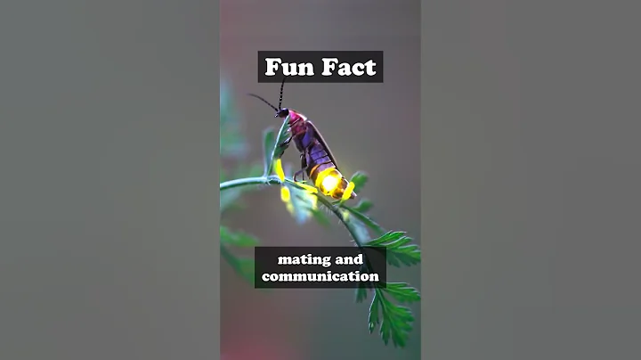 Amazing fact about fireflies lighting up! #shorts #video #funfacts #fabulous animals