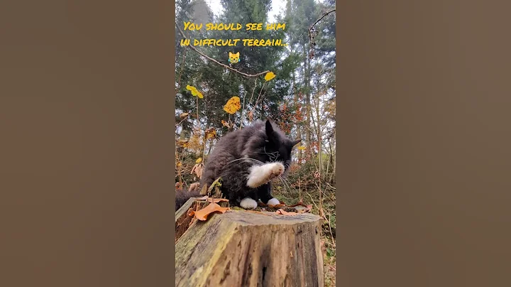 Video 11758101: forest cat norwegianforestcat, forest walk, long walk