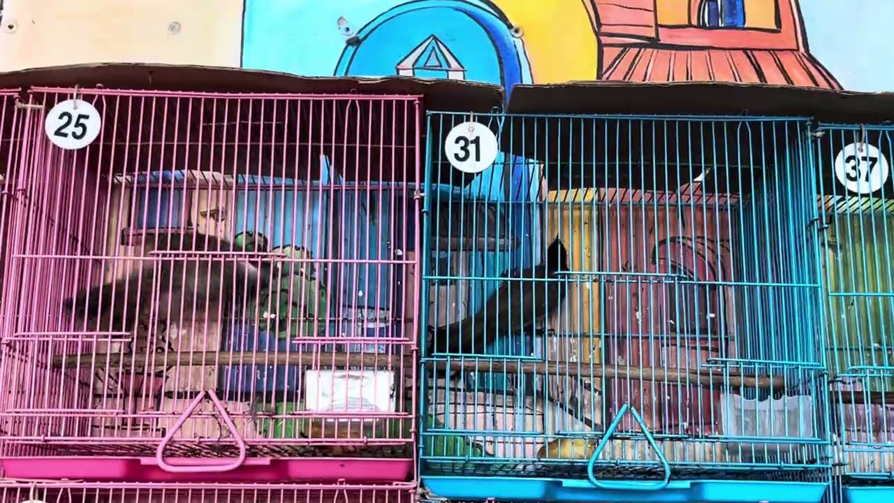 Thứ bảy 7/3/2026❤️0903.743.166❤️400/17 đường HT 17 phường hiệp thành quận 12❤️