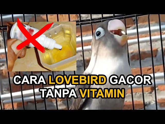 10 Cara Membuat LOVEBIRD GACOR Alami Tanpa VITAMIN class=