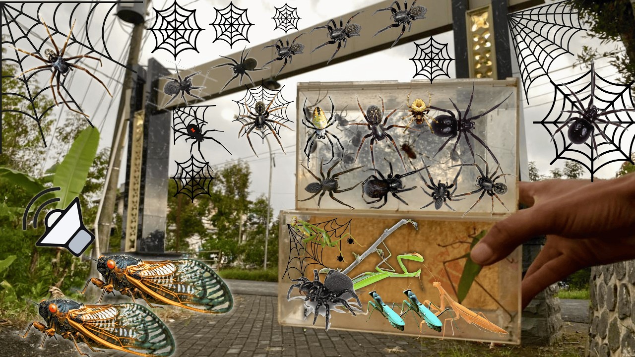 I Found Spider Ecosystem In Around Me !! Black House Spider, Cicada Sound, Katydid
