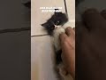 #music #oldies #cat #imut #kitten #youtubeshorts #cute #viral #viralvideo #funny #fyp #shorts