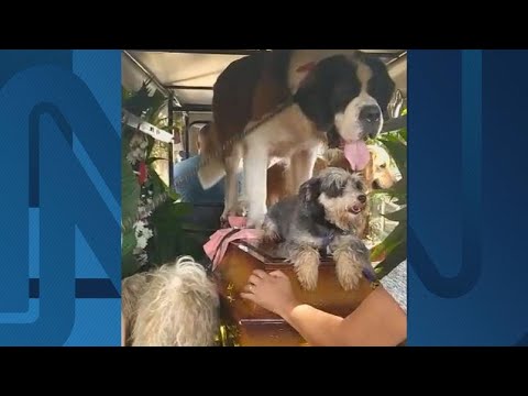 Cachorros vão a velório do dono, enfermeiro do Samu que foi vítima de Covid-19