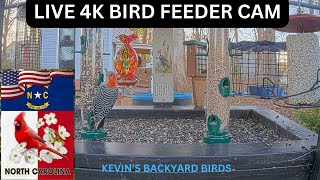 Live Bird Feeder Cam Carolina Blue Sky At The Feeder Station