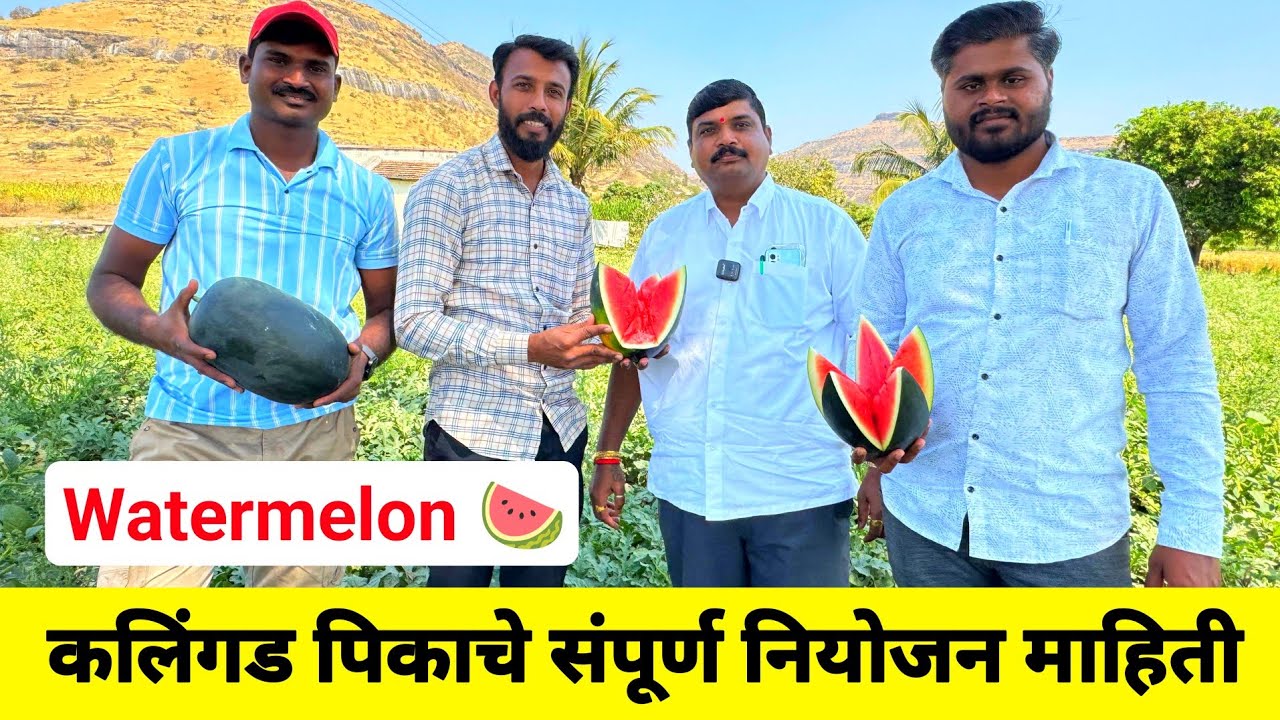 कलिंगड लागवड संपूर्ण माहिती | kalingad lagwad kontya mahinyat karavi | milind bhor #watermelon