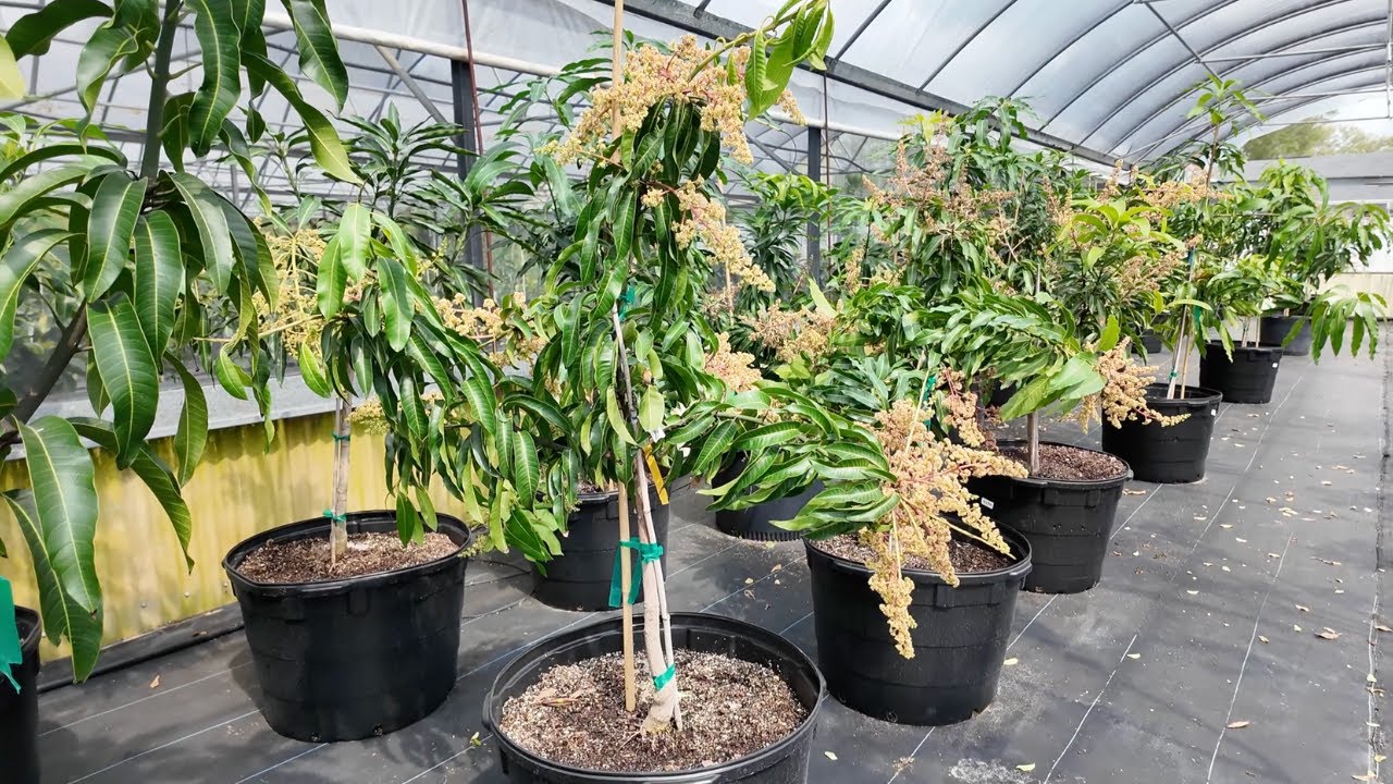 Julie's Tropical Plants - Apopka, Florida 🇺🇸