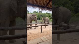 Chi Ole is calling out Chi Mean 😍🐘❤️ #elephant #keffamily #babyelephant #kef #chimean