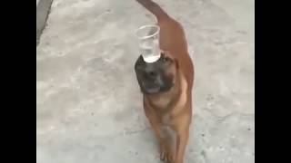 Dog Walking With A Cup Of Water On His Head