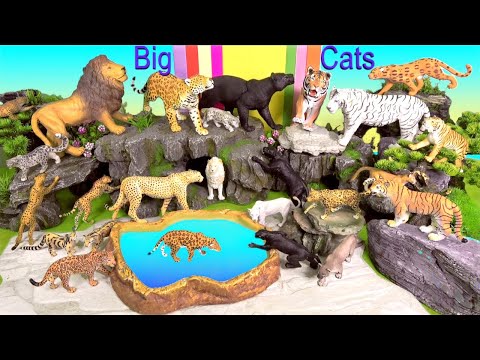 Video Big Cat Week 2019 NEW Lions Tigers White Lion White... - youtube