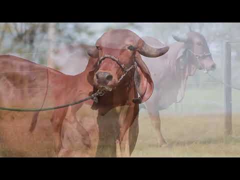 LOTE 15 – INSTANCIA FIV CABO VERDE JCVL4021