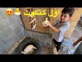 الدجاج الرومي فرخ 