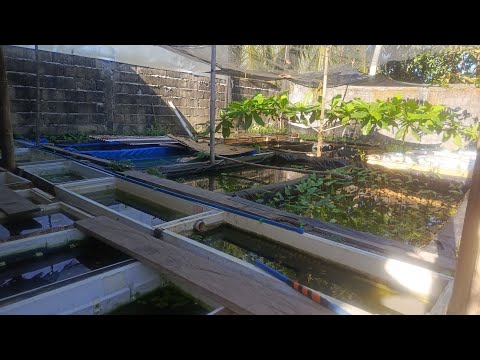 Bumisita ako sa aking kaibigan na fishkeeper
