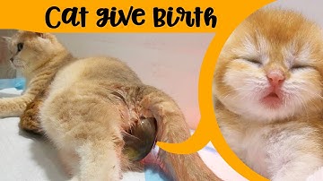 Cat Giving Birth to 4 Kittens❗ Kittens were in a breech position