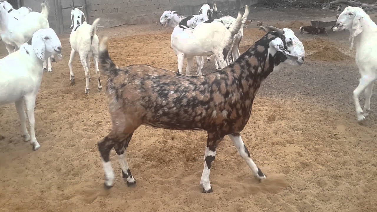 Altaf Rind Altaf goat farm - YouTube