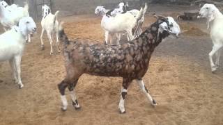Altaf goat farm