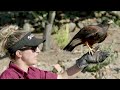 Free Flights | San Diego Zoo Safari Park