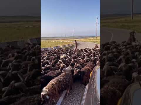 Карачаевская порода овец 🏔
