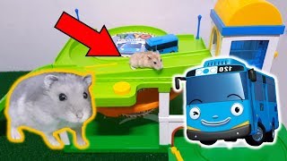My Funny Pet Hamster in Tayo The Little Bus Maze