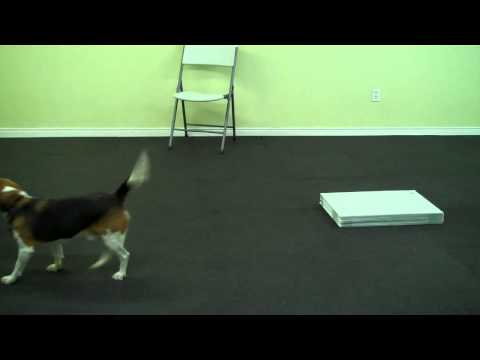 LoLaBuLand Puppy/Tricks Class - Lesson 2 - 2on2off (part 4) DON&#039;T DO THIS