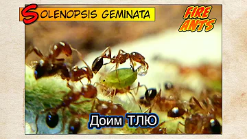 ОГНЕННЫЕ МУРАВЬИ доят ТЛЮ // FIRE ANTS Solenopsis geminata