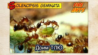 ОГНЕННЫЕ МУРАВЬИ доят ТЛЮ // FIRE ANTS Solenopsis geminata