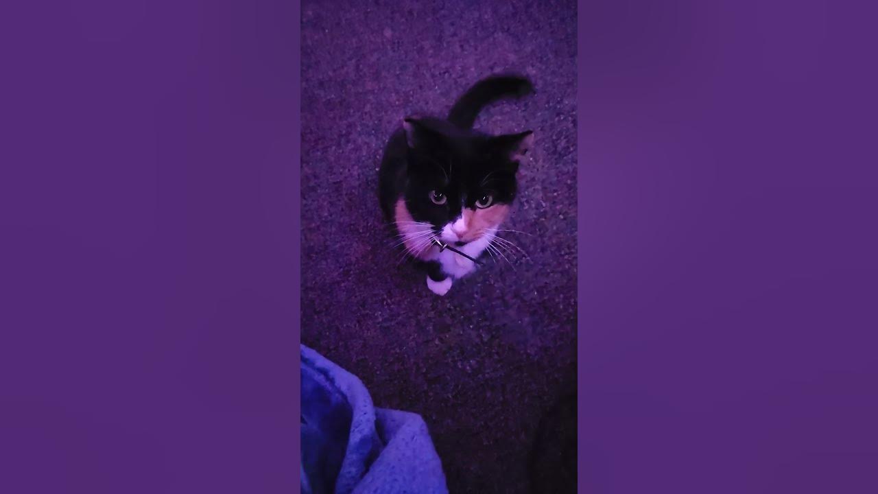 when-ur-cat-won-t-move-until-u-play-with-them-youtube