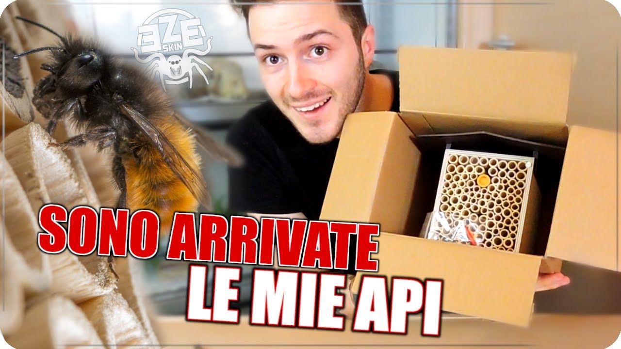 SONO ARRIVATE LE MIE API DOMESTICHE! : 