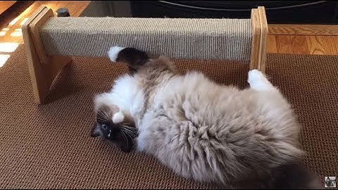 Stop Your Cat From Scratching Bottom Stair - Felix Katnip Horizontal Scratching Post Beam for Cats