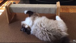 felix scratching post