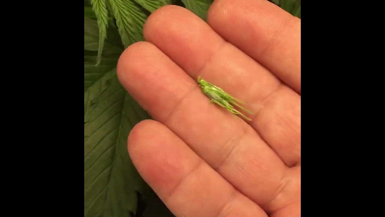 How to top your Cannabis plant in seconds