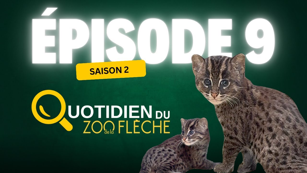 Excellente nouvelle pour la conservation : des bébés chats pêcheurs sont nés ! 🐾